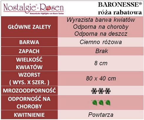 Baronesse róże rabatowe gł. zal
